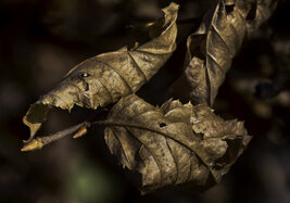 BELLINGS-Charles-02-Feuilles mortes_800px.jpg