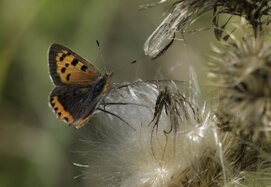 BELLINGS-Charles-04-Papillon en automne_800px.jpg