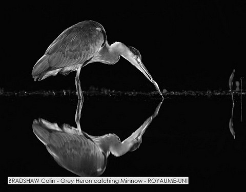 BRADSHAW Colin - Grey Heron catching Minnow - ROYAUME-UNI.jpg
