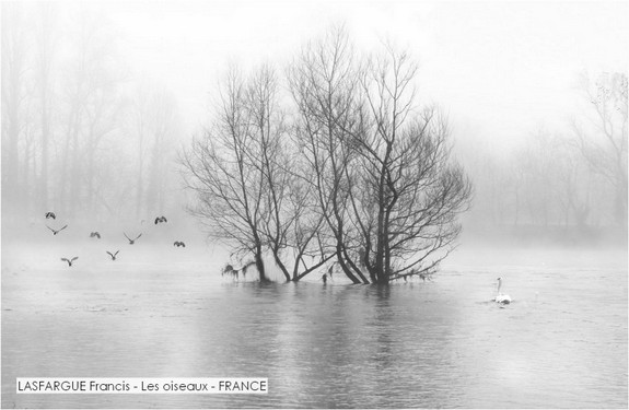 LASFARGUE Francis - Les oiseaux - FRANCE.jpg