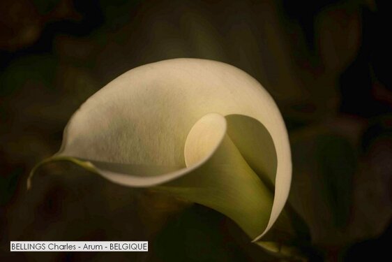 BELLINGS Charles - Arum - BELGIQUE.jpg