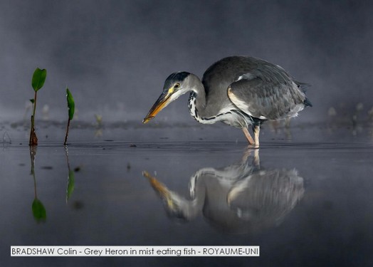 BRADSHAW Colin - Grey Heron in mist eating fish - ROYAUME-UNI.jpg