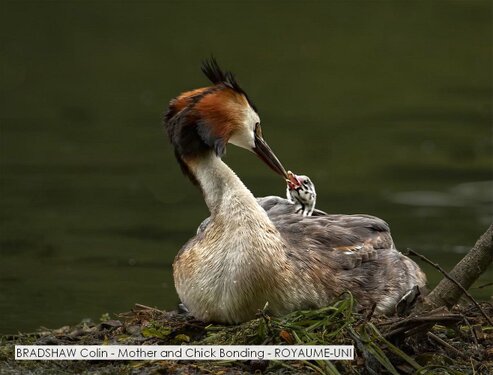 BRADSHAW Colin - Mother and Chick Bonding - ROYAUME-UNI.jpg