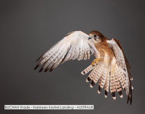 BUCHAN Wade - Nankeen Kestrel Landing - AUSTRALIE.jpg