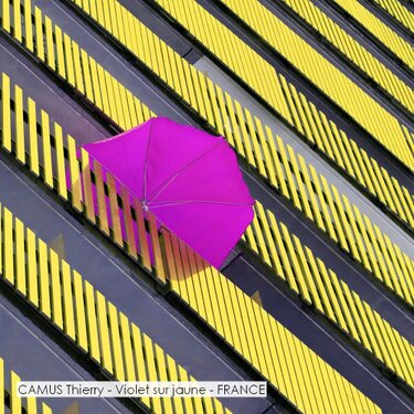 CAMUS Thierry - Violet sur jaune - FRANCE.jpg