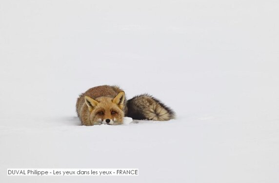 DUVAL Philippe - Les yeux dans les yeux - FRANCE.jpg