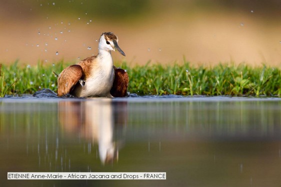 ETIENNE Anne-Marie - African Jacana and Drops - FRANCE.jpg