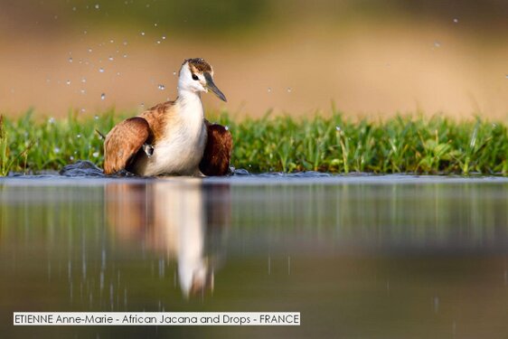 ETIENNE Anne-Marie - African Jacana and Drops - FRANCE.jpg