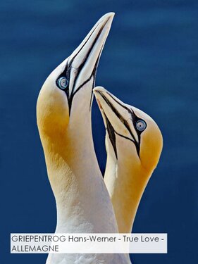 GRIEPENTROG Hans-Werner - True Love - ALLEMAGNE.jpg