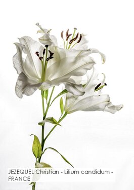 JEZEQUEL Christian - Lilium candidum - FRANCE.jpg