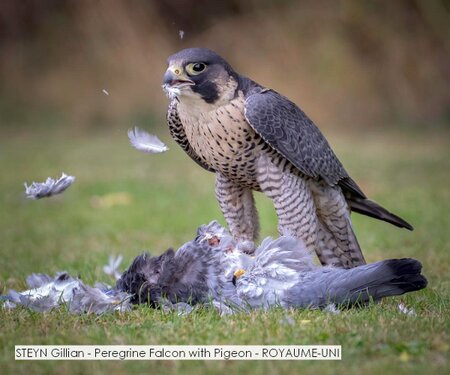 STEYN Gillian - Peregrine Falcon with Pigeon - ROYAUME-UNI.jpg