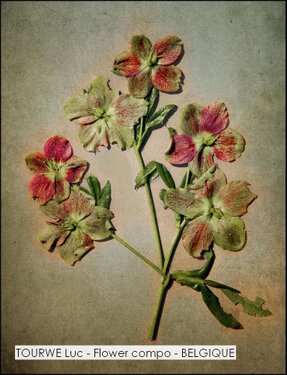 TOURWE Luc - Flower compo - BELGIQUE.jpg