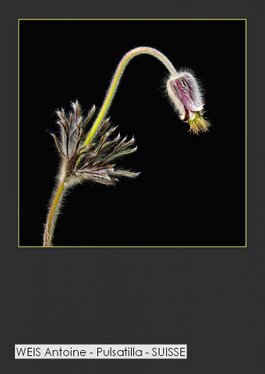 WEIS Antoine - Pulsatilla - SUISSE.jpg