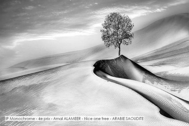 IP Monochrome - 4e prix - Amal ALAMEER - Nice one tree - ARABIE SAOUDITE.jpg