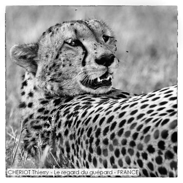 CHERIOT Thierry - Le regard du guépard - FRANCE.jpg