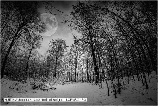 HUTTING Jacques - Sous bois et neige - LUXEMBOURG.jpg