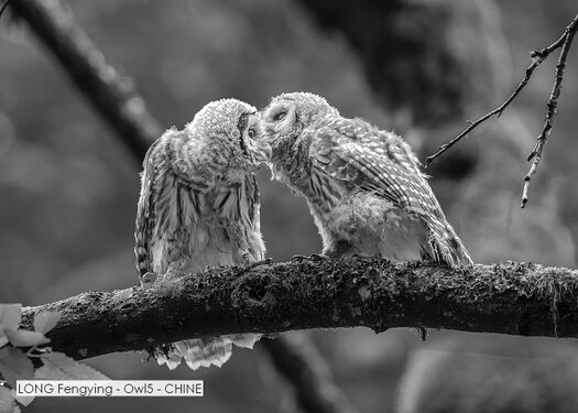 LONG Fengying - Owl5 - CHINE.jpg