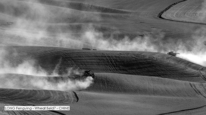 LONG Fengying - Wheat field7 - CHINE.jpg