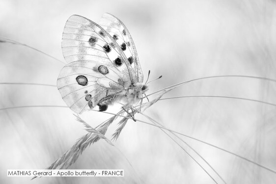 MATHIAS Gerard - Apollo butterfly - FRANCE.jpg