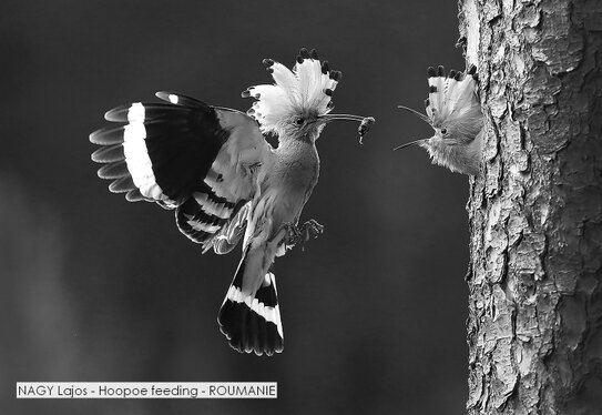 NAGY Lajos - Hoopoe feeding - ROUMANIE.jpg
