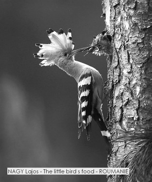 NAGY Lajos - The little bird s food - ROUMANIE.jpg