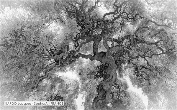 NARDO Jacques - SophorA - FRANCE.jpg