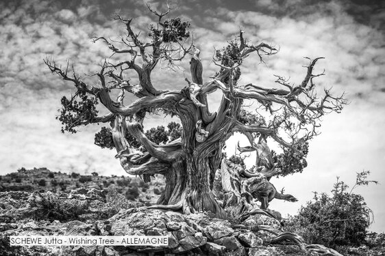 SCHEWE Jutta - Wishing Tree - ALLEMAGNE.jpg