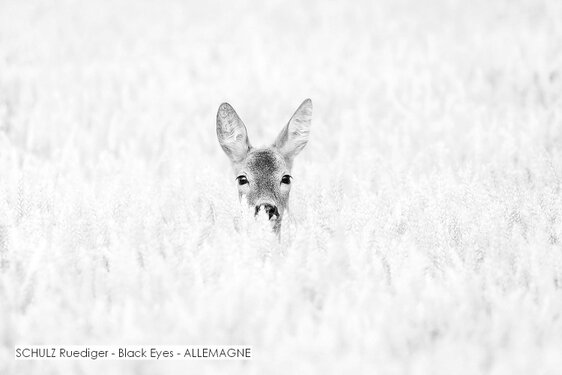 SCHULZ Ruediger - Black Eyes - ALLEMAGNE.jpg