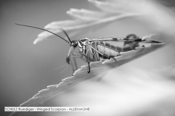 SCHULZ Ruediger - Winged Scorpion - ALLEMAGNE.jpg