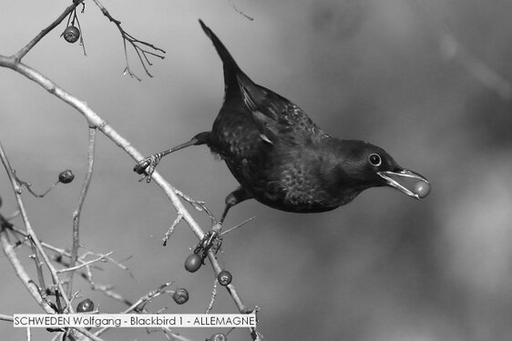 SCHWEDEN Wolfgang - Blackbird 1 - ALLEMAGNE.jpg