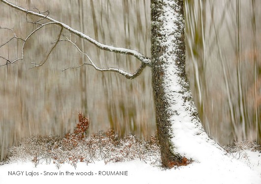 NAGY Lajos - Snow in the woods - ROUMANIE.jpg