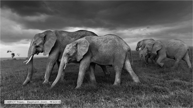 CHERIOT Thierry - Elephants storm - FRANCE.jpg