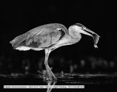 Papier Monochrome - ADCOCK Terri - Heron Night Fishing - ROYAUME-UNI.jpg
