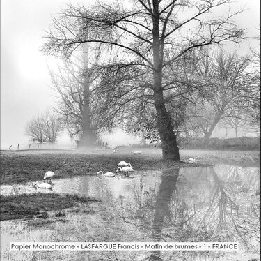 Papier Monochrome - LASFARGUE Francis - Matin de brumes - 1 - FRANCE.jpg