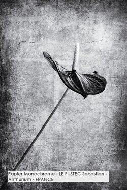Papier Monochrome - LE FUSTEC Sebastien - Anthurium - FRANCE.jpg