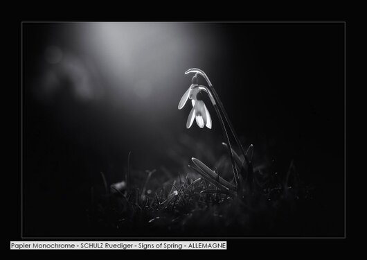 Papier Monochrome - SCHULZ Ruediger - Signs of Spring - ALLEMAGNE.jpg
