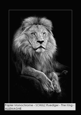 Papier Monochrome - SCHULZ Ruediger - The King - ALLEMAGNE.jpg