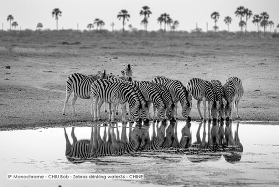 IP Monochrome - CHIU Bob - Zebras drinking water36 - CHINE.jpg
