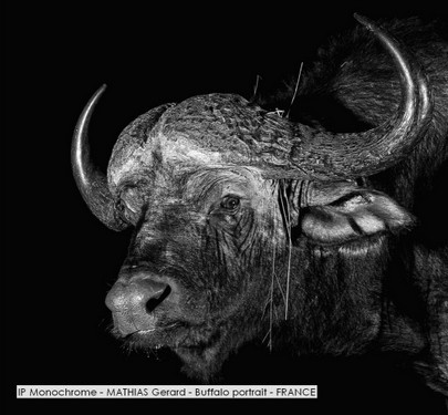 IP Monochrome - MATHIAS Gerard - Buffalo portrait - FRANCE.jpg