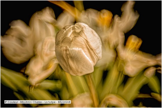 IP Couleur - BELLINGS Charles - La tulipe - BELGIQUE.jpg
