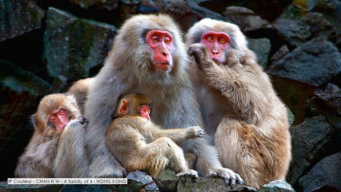 IP Couleur - CHAN H W - A family of 4 - HONG KONG.jpg