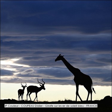 IP Couleur - COUPEAU Didier - Girafe sur lever de soleil bleu - FRANCE.jpg
