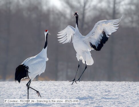 IP Couleur - FISCHER Jie - Dancing in the snow - ETATS-UNIS.jpg
