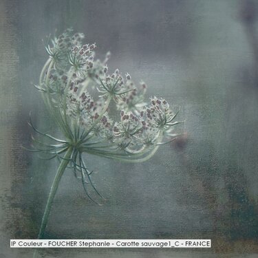 IP Couleur - FOUCHER Stephanie - Carotte sauvage1_C - FRANCE.jpg