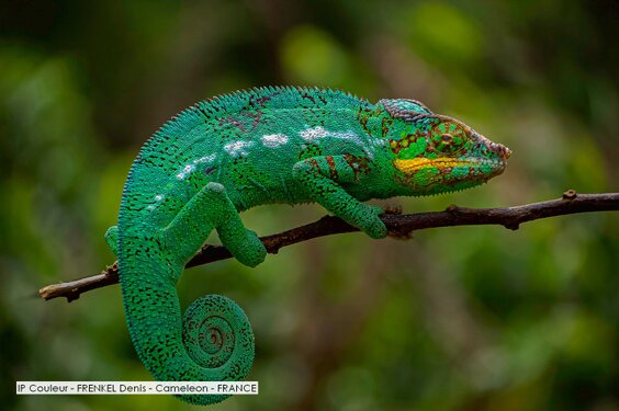 IP Couleur - FRENKEL Denis - Cameleon - FRANCE.jpg