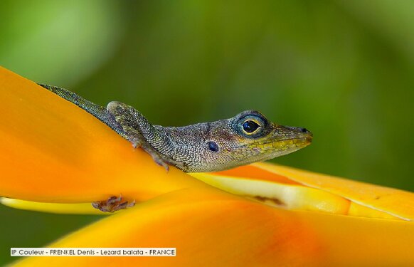 IP Couleur - FRENKEL Denis - Lezard balata - FRANCE.jpg
