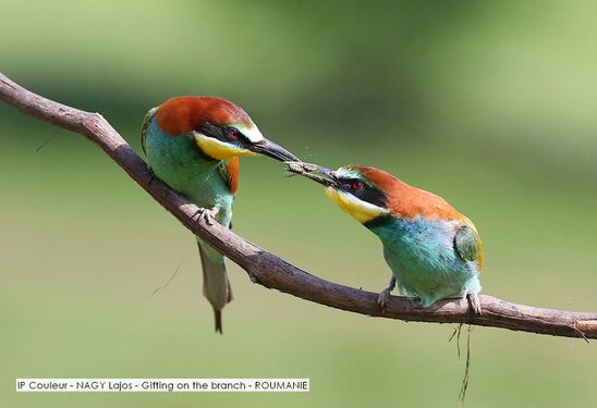 IP Couleur - NAGY Lajos - Gifting on the branch - ROUMANIE.jpg