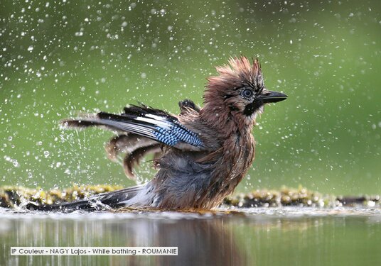 IP Couleur - NAGY Lajos - While bathing - ROUMANIE.jpg