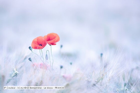 IP Couleur - SCALVENZI Benjamine - Le bisou - FRANCE.jpg