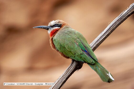 IP Couleur - SCHMITZ David - Guepier - FRANCE.jpg